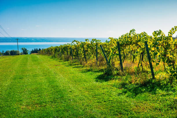 Finger Lakes Named "American Wine Region Of The Year" For 2025
