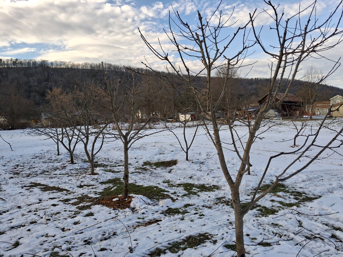 Pruning the Orchard