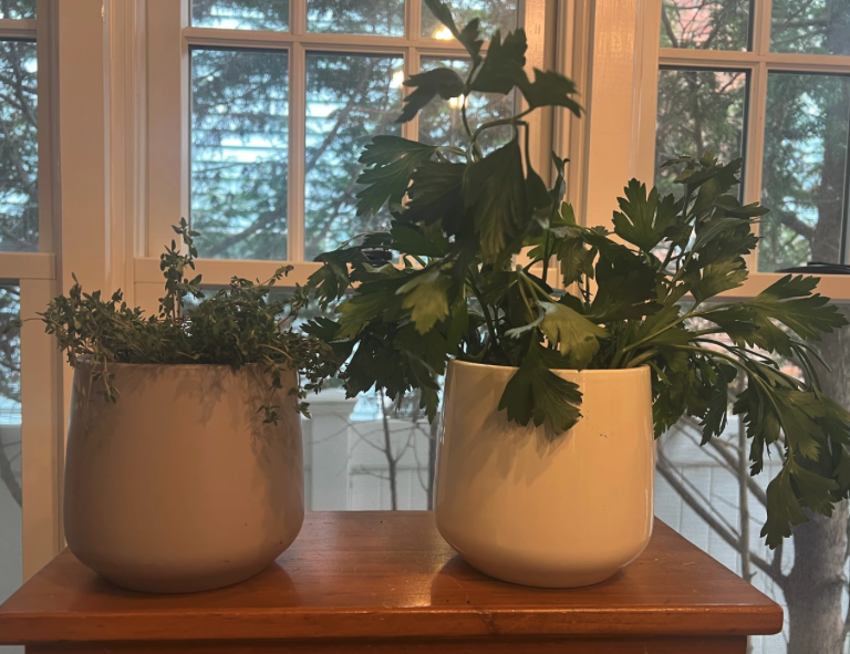 How To Keep Herbs Thriving On A Kitchen Windowsill