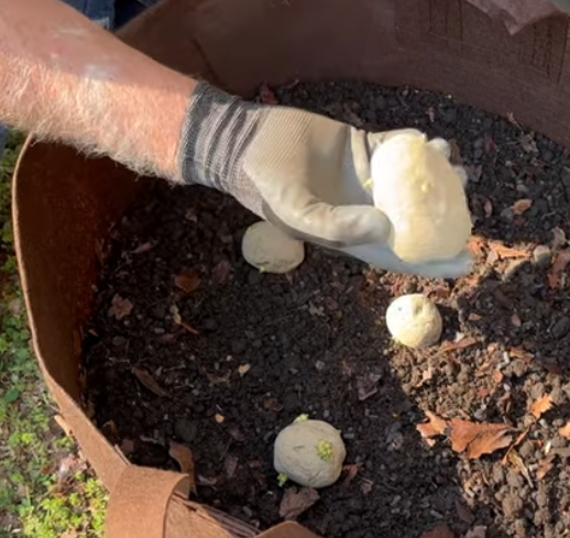 How To Green Sprout And Plant Potatoes Using Grow Bags