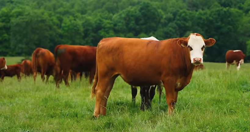 Farm Like A Lunatic: Polyface Farm Tour with Joel Salatin - Full Documentary