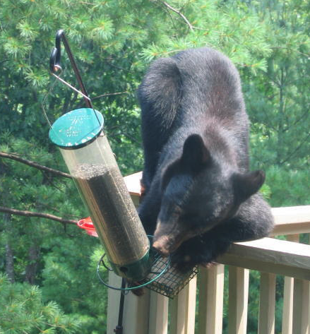 DEC Advises New Yorkers To Be Prepared For Spring Bears