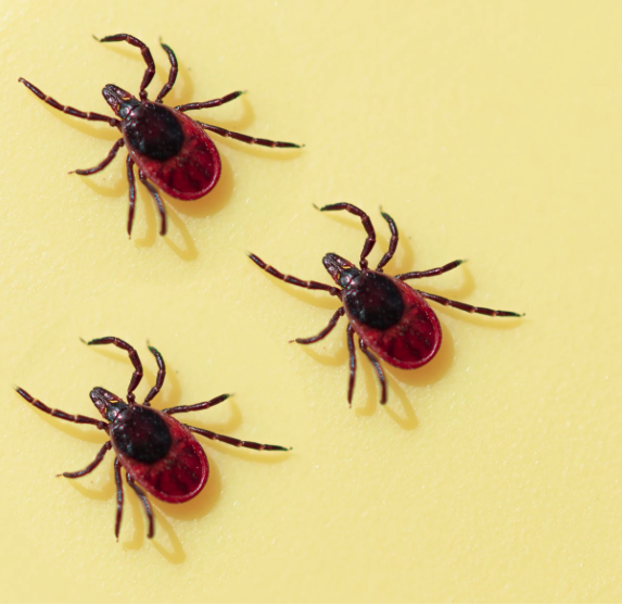 WSKG: Experts Predict NY's Tick Season To Be "Early And Heavy"