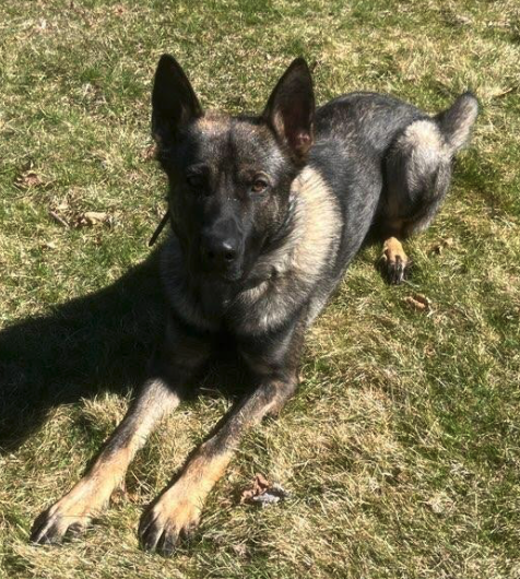Elmira Police K9 "Grady" Receives Donation Of Body Armor