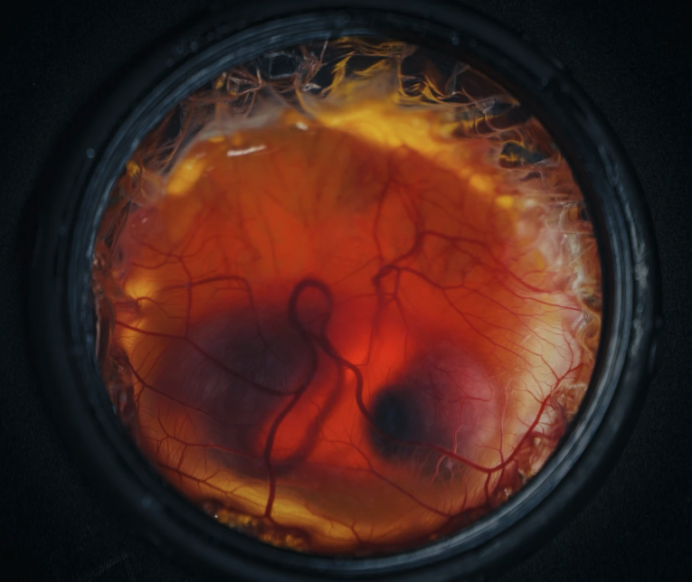 Colossal Biosciences Says It Has Hatched Chicks In An Artifical Egg Shell