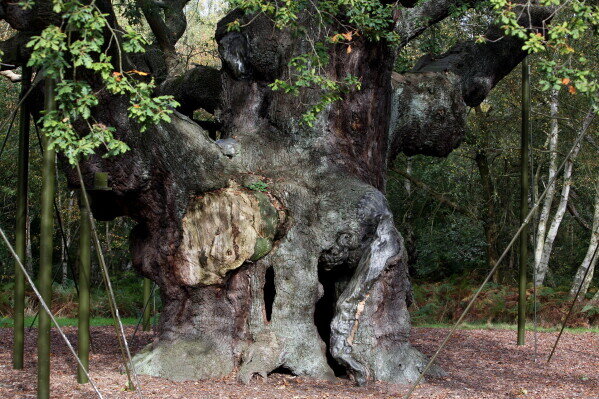 Major Oak In Sherwood Forest, Linked To Robin Hood, Has Died