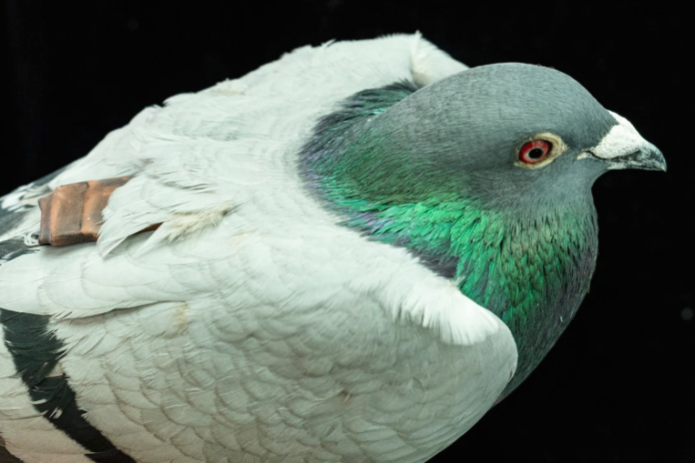 Pigeons May Be Navigating With Their Liver, Study Suggests