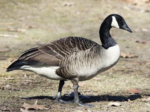 USDA Removes, Euthanizes Hundreds of Geese from Eldridge Park in Elmira
