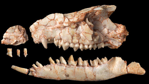 Gobi Fossil Reshapes The Mammal Family Tree