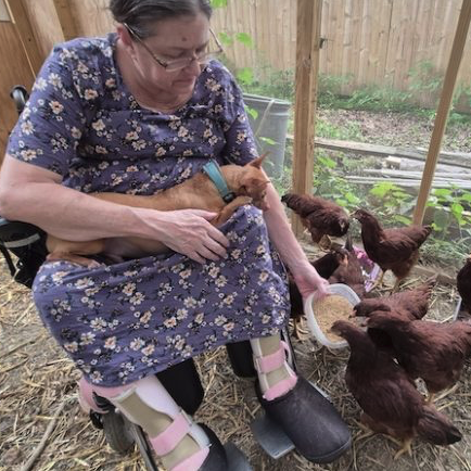 The Joy Of Chicken Keeping, For Now