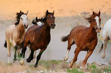 Troopers Stop Truck Hauling Horses Bound For Canadian Slaughterhouse