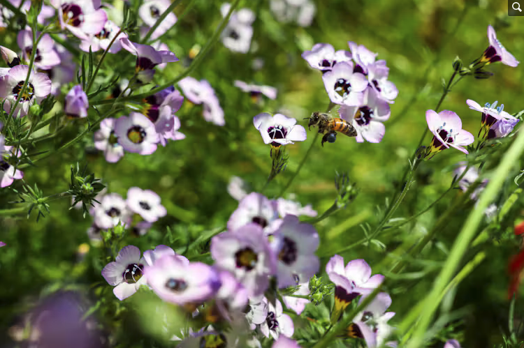 Why Fall Yard Care Could Start With Doing Less - But Not Nothing